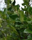 Wax Leaf Ligustrum Tree Form with glossy green leaves and slender branching