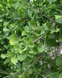 Weeping Wonder Ginkgo with fan-shaped green leaves on arching branches