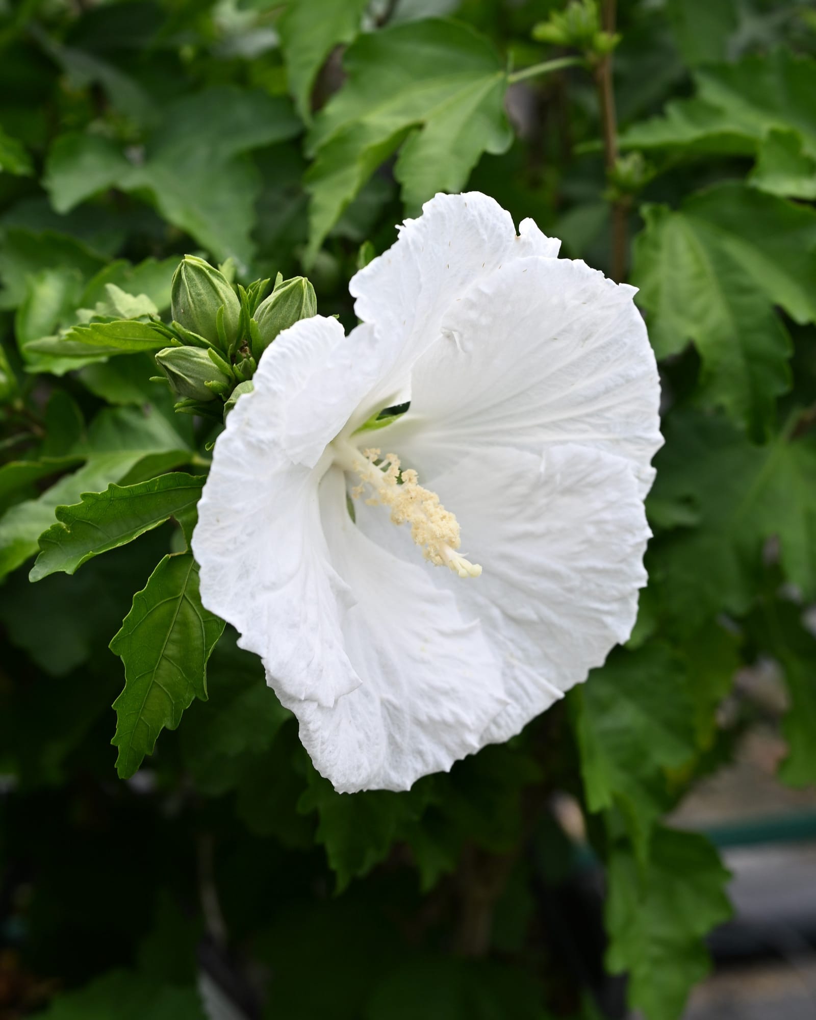 White Angel Althea