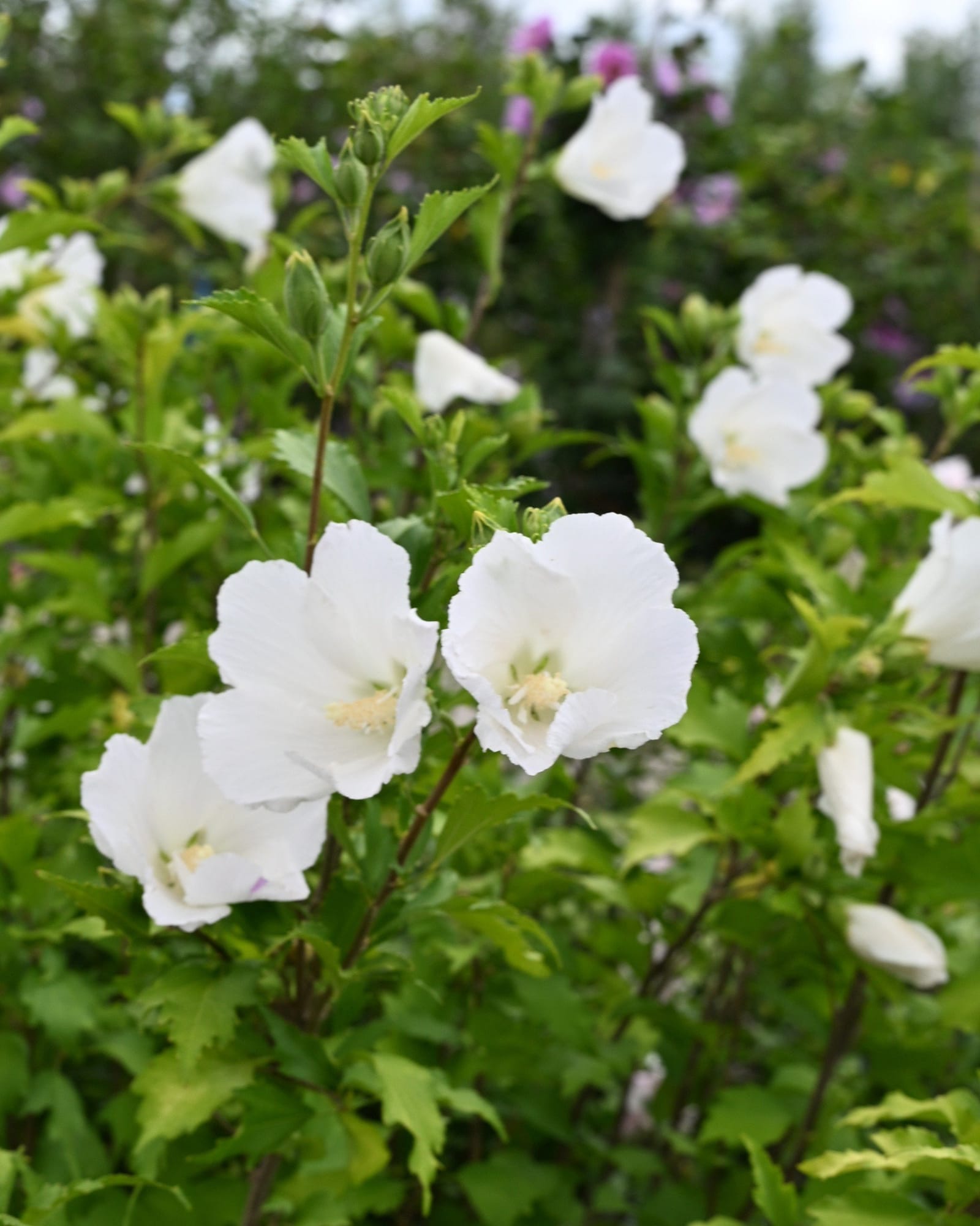 White Pillar Althea Tree Form