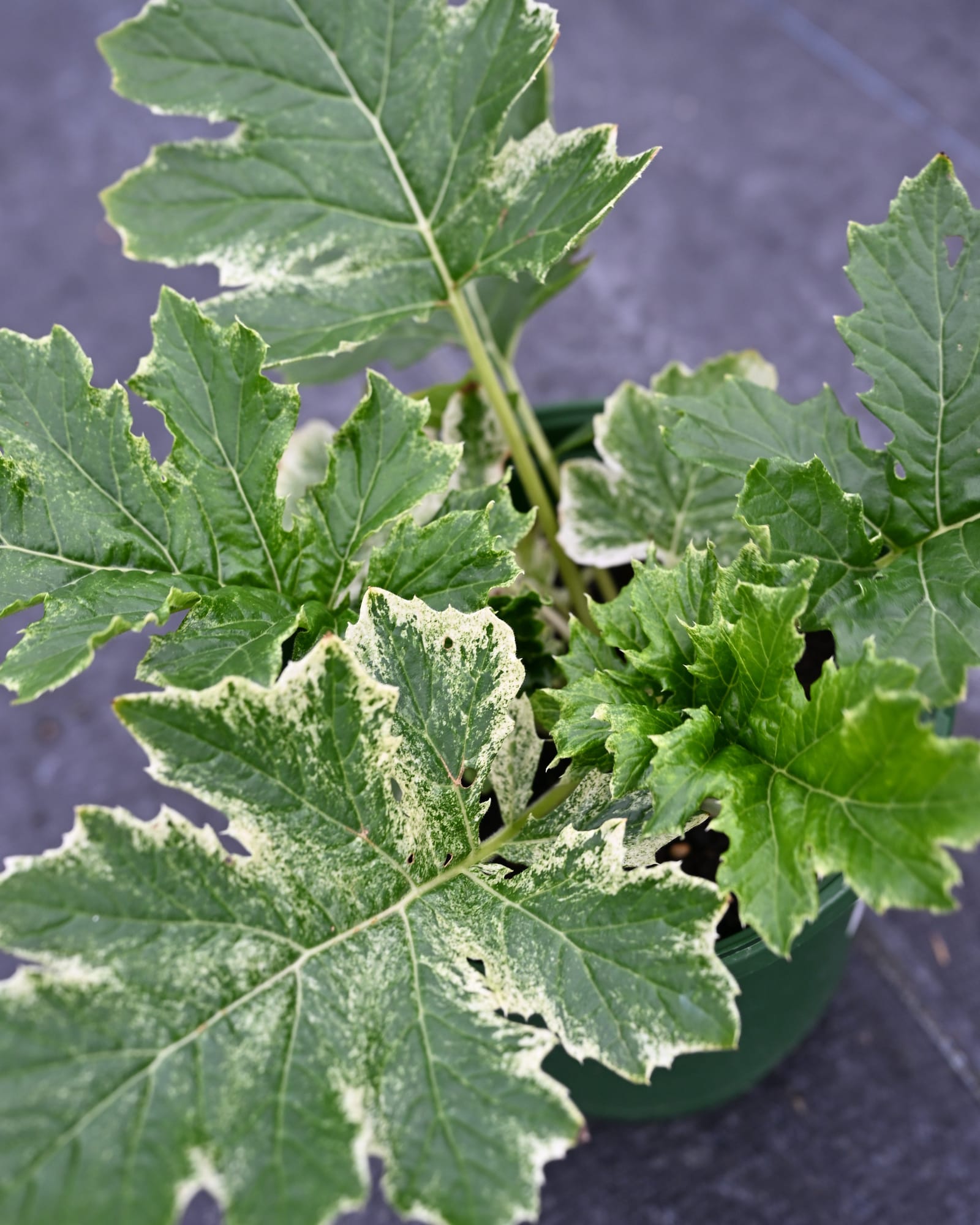 Whitewater Bear's Breeches Acanthus