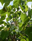 Zig Zag Redbud with bright green heart-shaped leaves and twisting branches