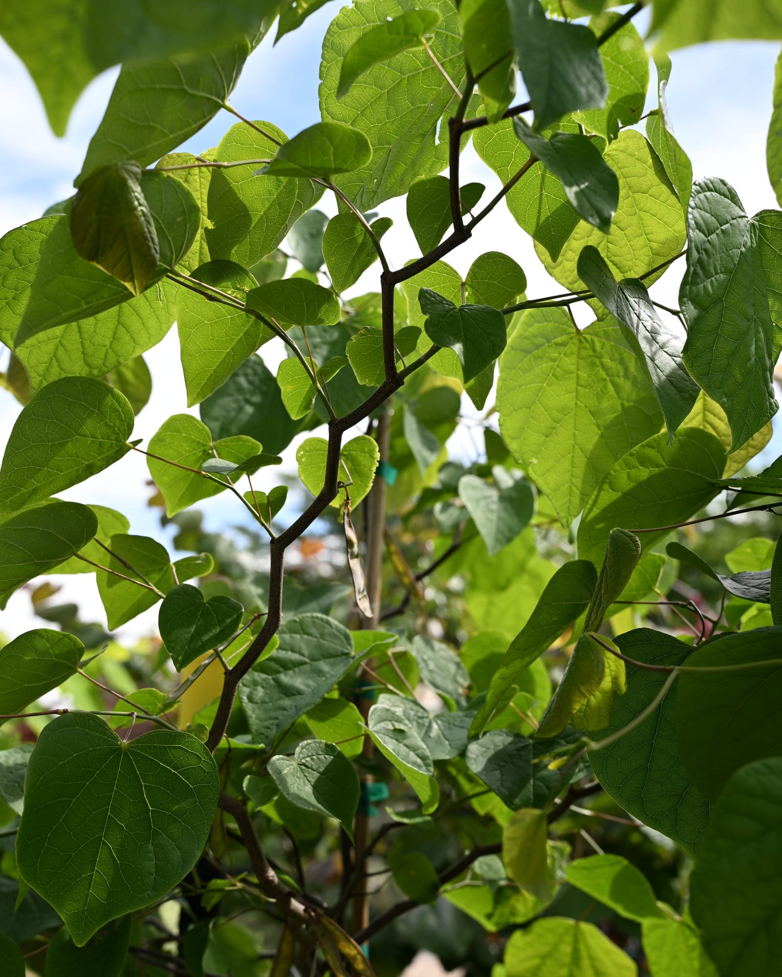 Zig Zag Redbud