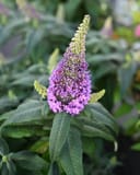 Pugster Amethyst Butterfly Bush with a tall purple flower spike and large green leaves