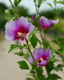 Purple Pillar Althea with lavender flowers and deep magenta centers in a nursery container