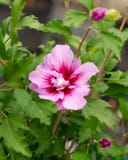 Purple Pillar Althea with a large pink flower, deep red center and green foliage