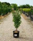Purple Pillar Althea with pink flowers in a nursery container along a gravel aisle