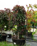 Purple Rain Weeping Redbud with burgundy foliage in a container at the nursery
