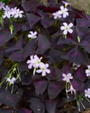 Purple Shamrock with dark purple triangular leaves and pale pink flowers
