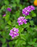 Purple Trailing Lantana with clusters of small purple and pink flowers among green foliage