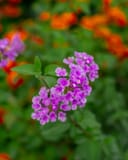 Purple Trailing Lantana with clusters of small purple flowers and green foliage