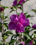 Raspberry Smoothie Althea with large vibrant magenta double flowers and green foliage