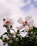 Red Heart Althea Tree Form with white flowers and red centers against the sky
