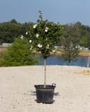 Red Heart Althea Tree Form with white and pink flowers in a container by a pond