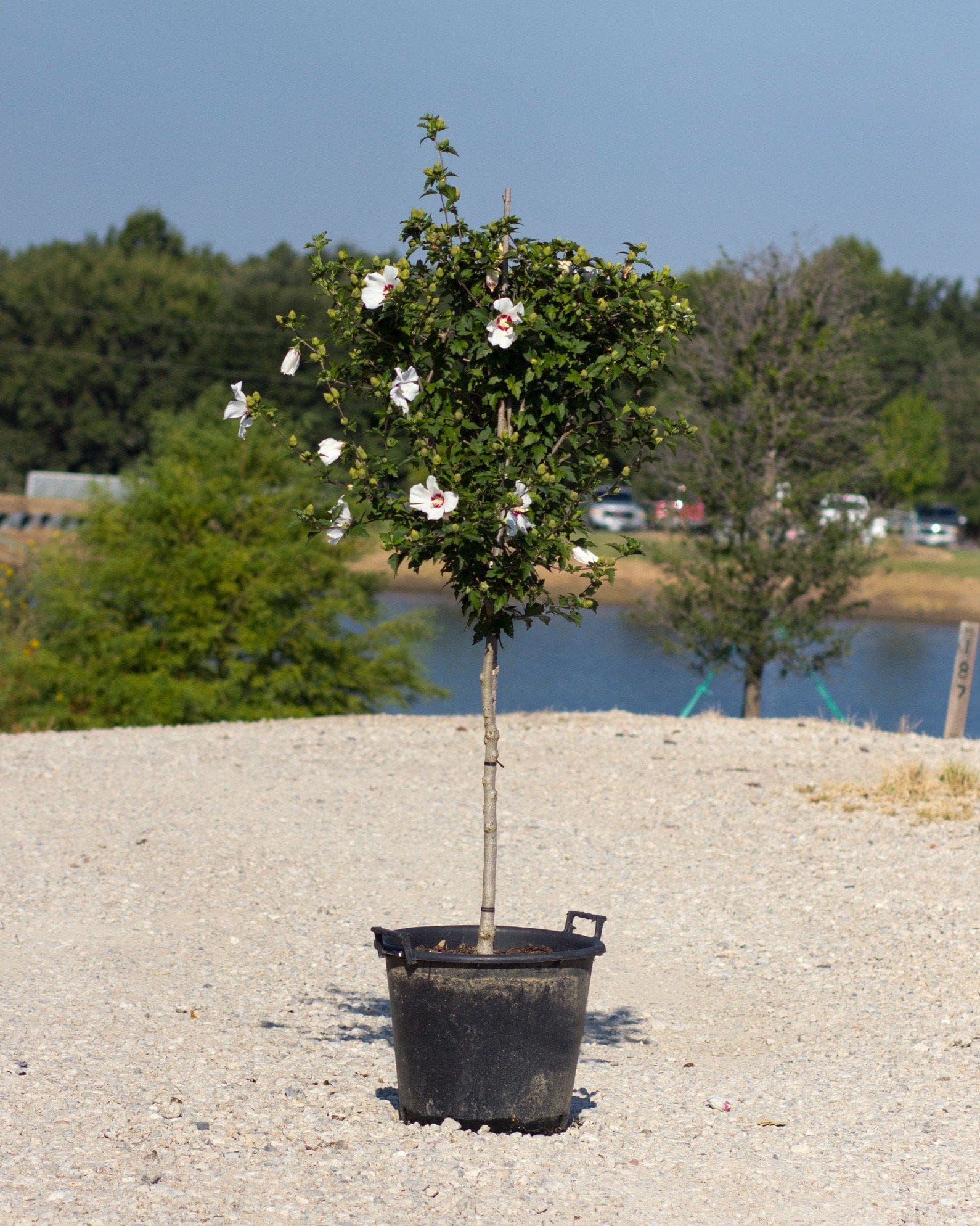 Red Heart Althea Tree Form with white and pink flowers in a container by a pond