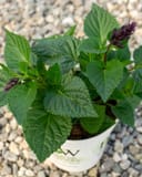 Rockin' Deep Purple Salvia with textured green leaves and dark purple flower spikes in a nursery container