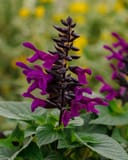 Rockin' Deep Purple Salvia with vivid purple flowers and dark bracts above green foliage
