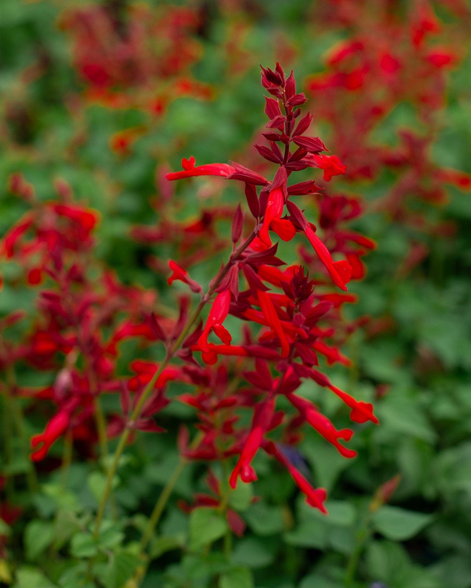 Roman Red Salvia with vivid red tubular flowers and dark green foliage