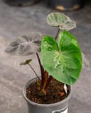 Royal Hawaiian Elephant Ear Black Coral with green and dark leaves in a nursery container
