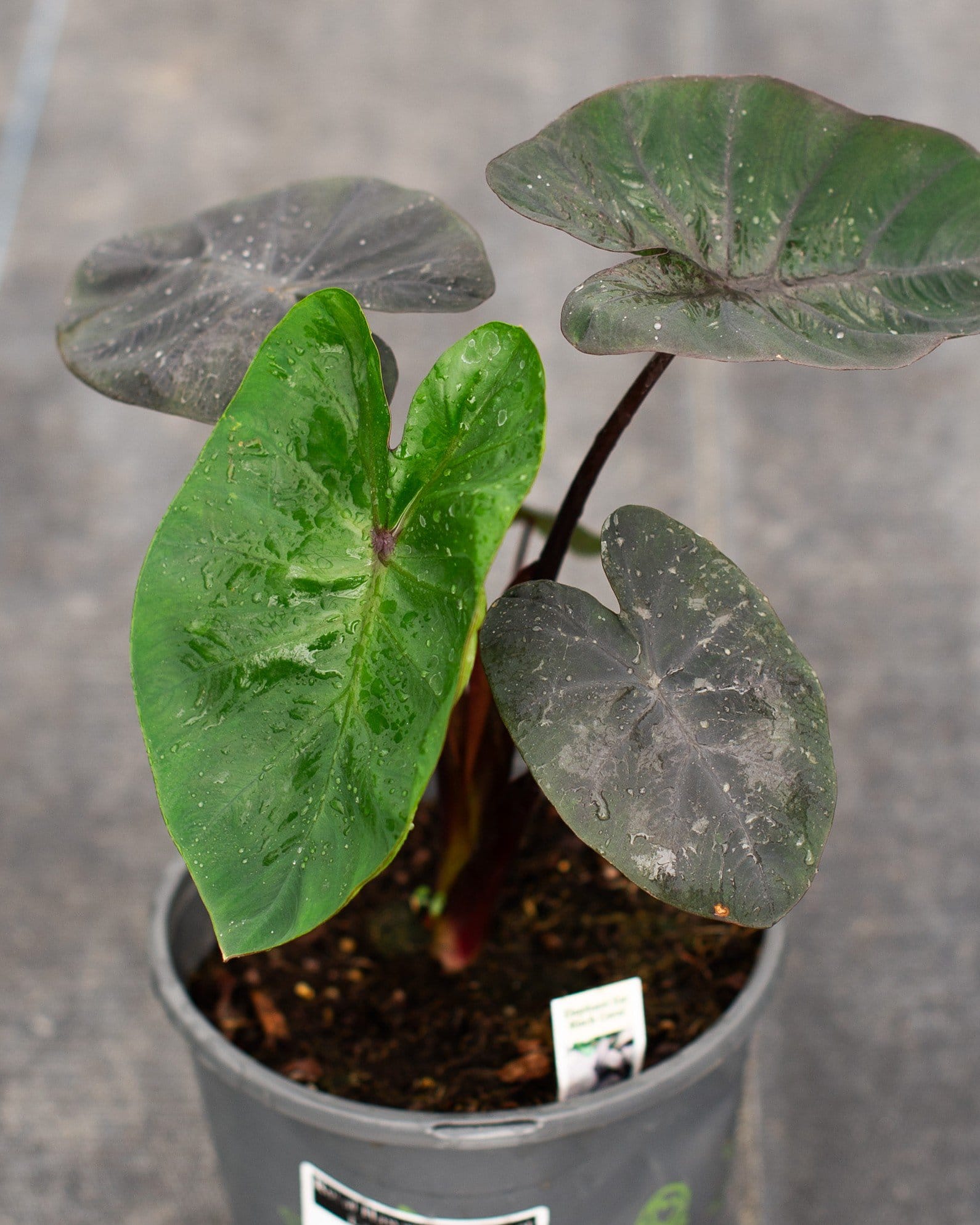 Royal Hawaiian Elephant Ear Black Coral with green and dark leaves in a nursery container