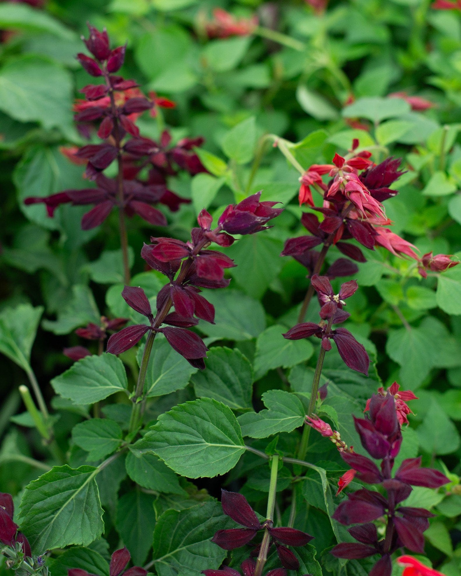 Saucy Wine Salvia with burgundy flower spikes and green foliage