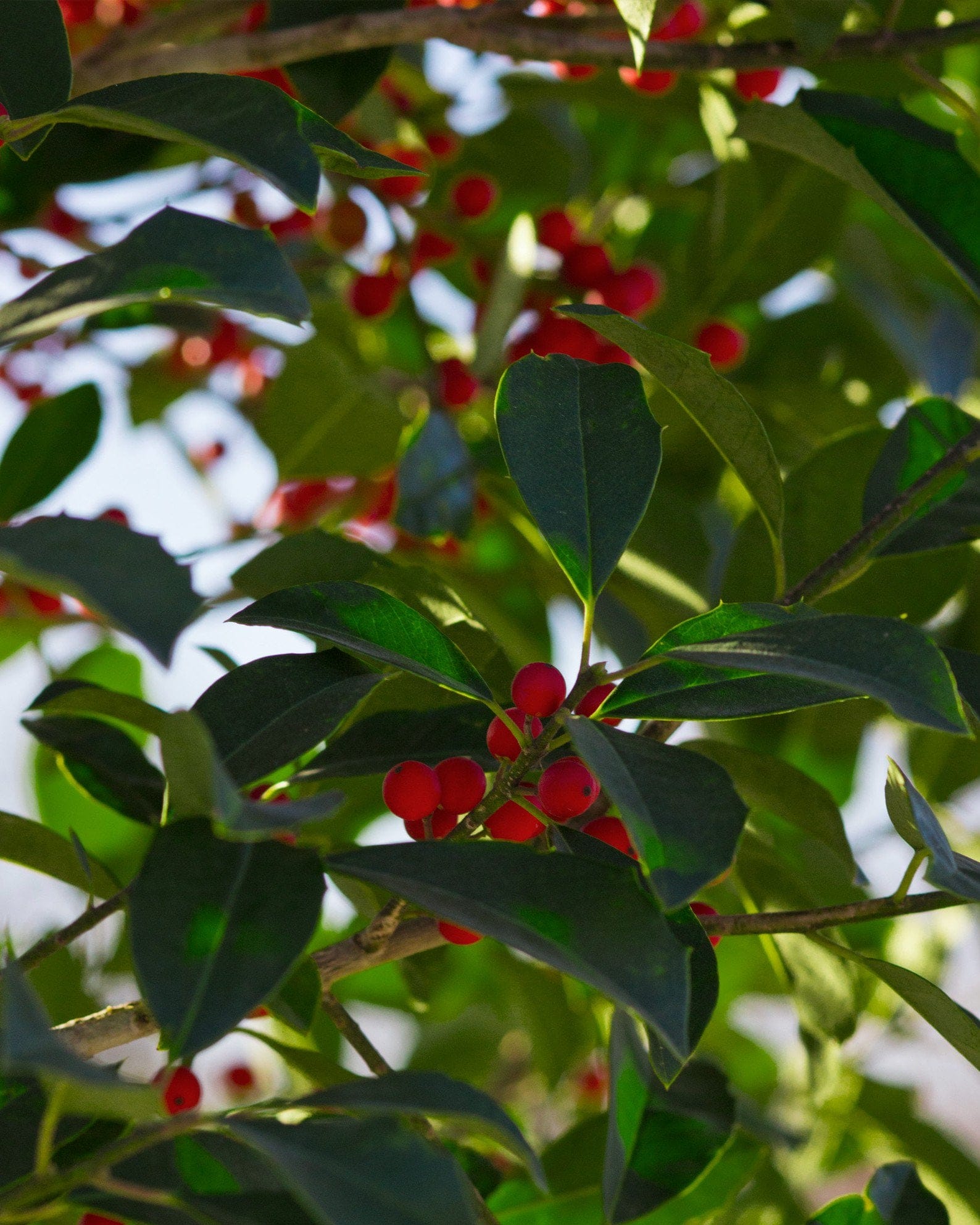 Savannah Holly Full to Ground with glossy green leaves and clusters of red berries