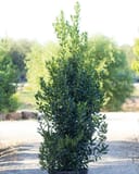 Screen Play Holly with dense glossy green foliage in a nursery container