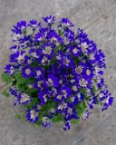 Senetti Blue Spoon Pericallis with abundant vivid blue flowers and green foliage in a container