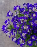 Senetti Blue Spoon Pericallis with vivid blue and white flowers against a gray background