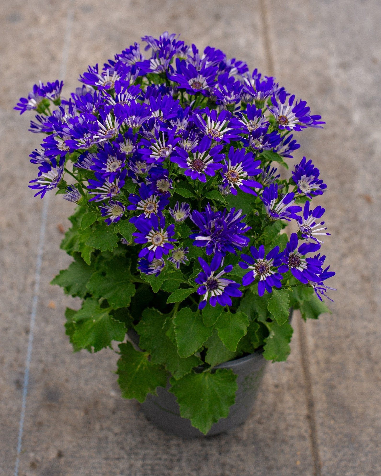 Senetti Blue Spoon Pericallis with vivid blue-purple flowers and green foliage in a container