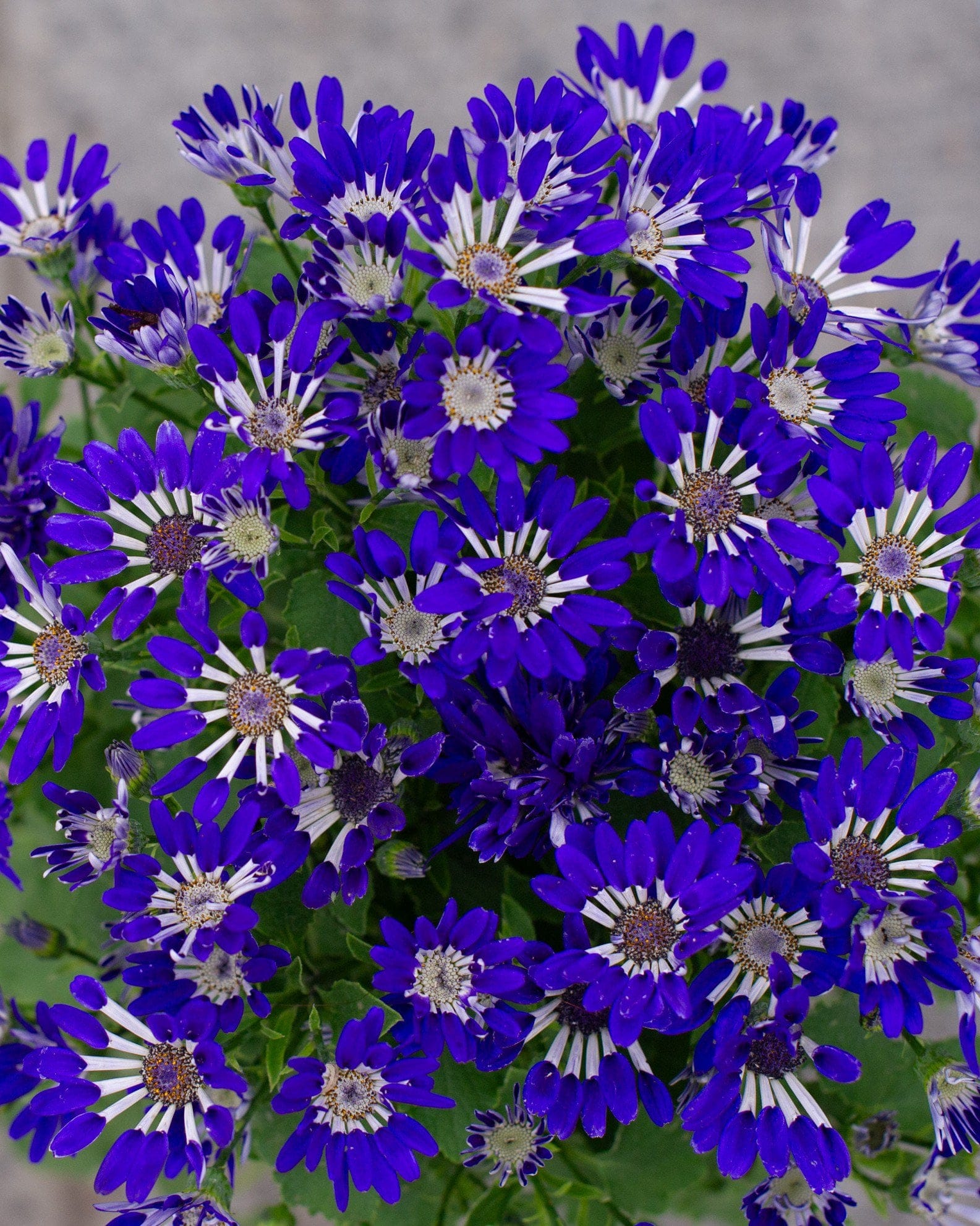 Senetti Blue Spoon Pericallis with abundant blue and white daisy-like flowers