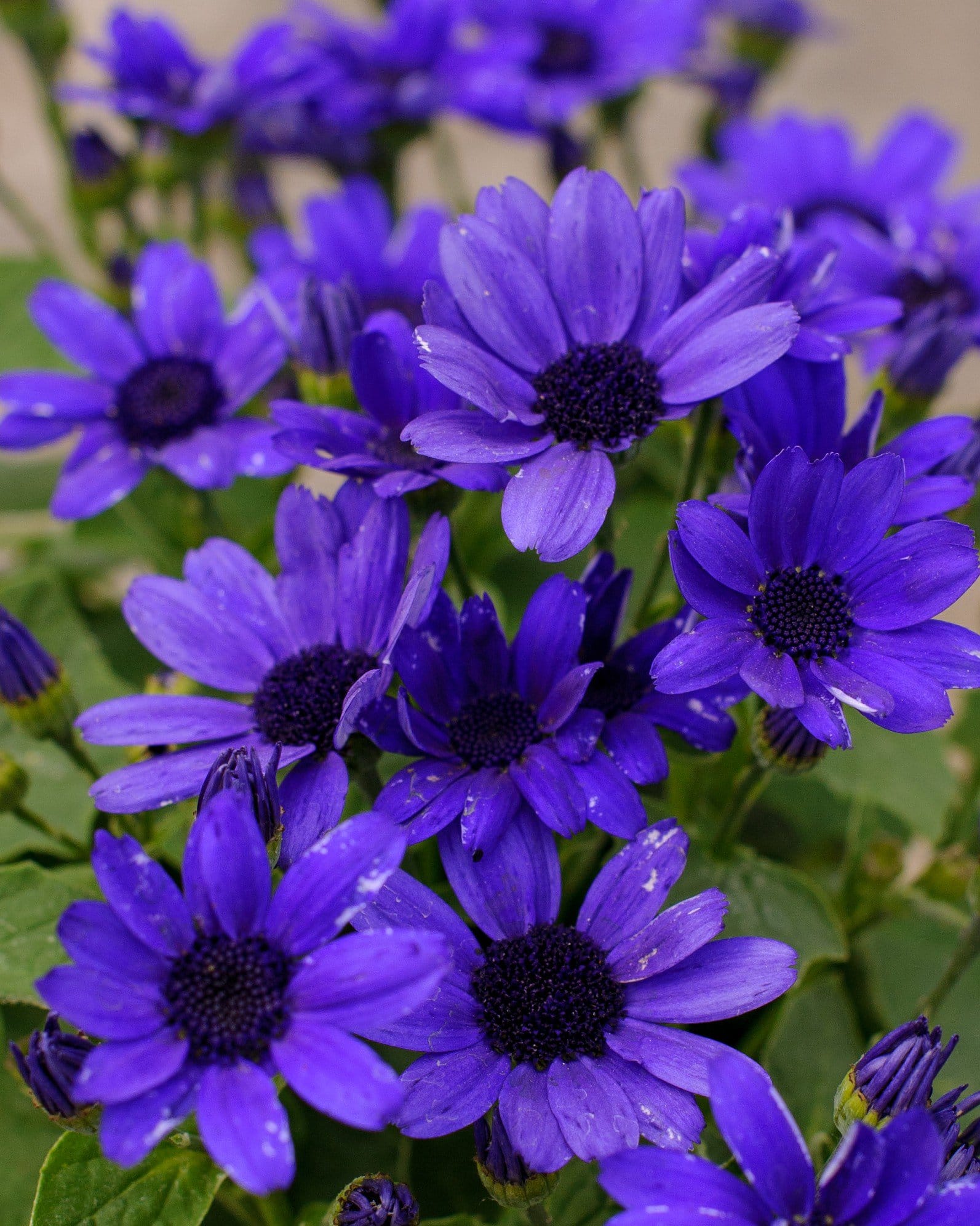 Senetti Super Blue Pericallis with vivid purple flowers and dark centers