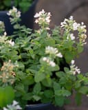 Serene Frost Catmint with green serrated foliage and clusters of small white flowers in a container