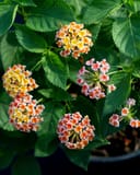 Shamrock Peach Lantana with clusters of peach, pink and yellow flowers among green leaves