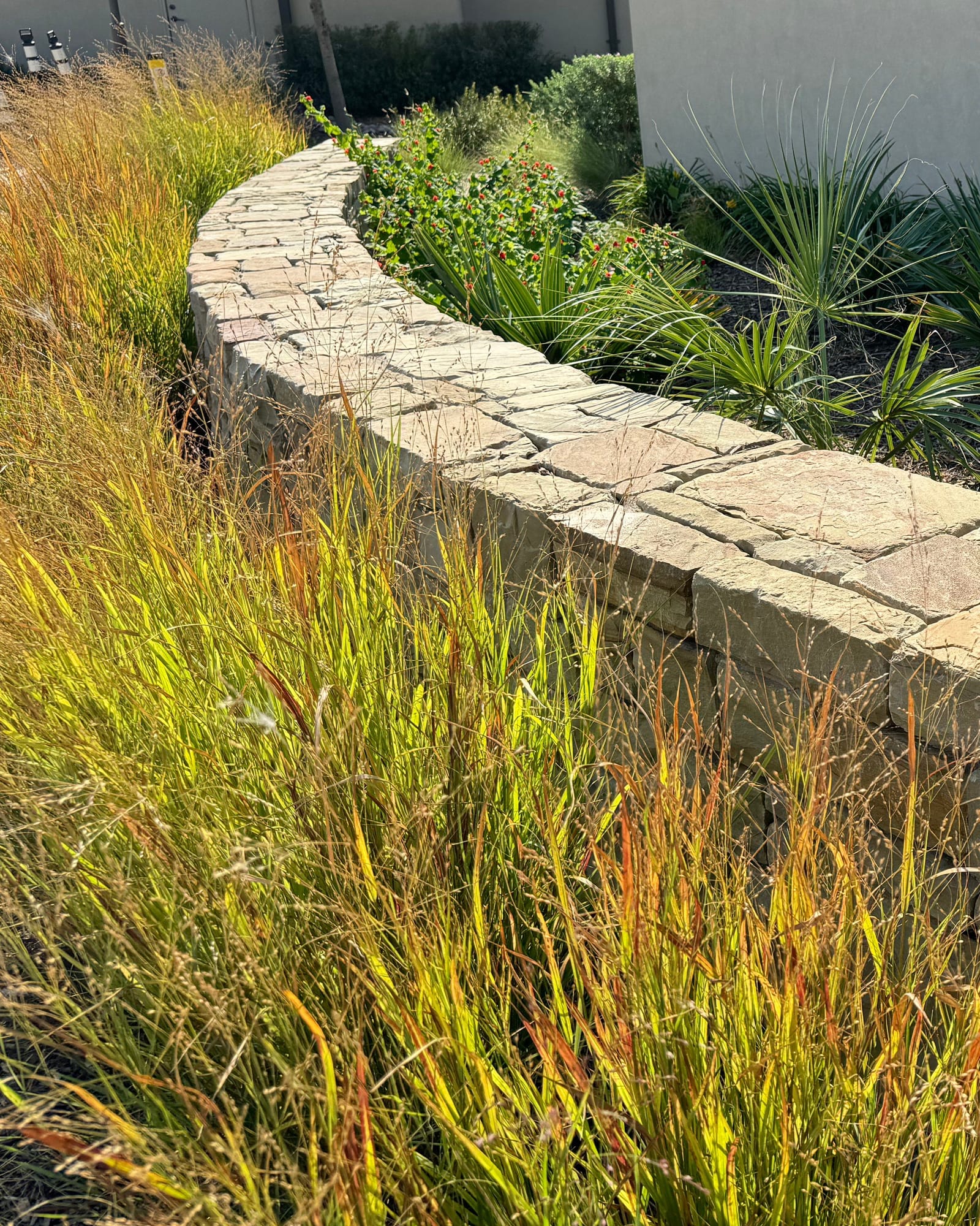 Shenandoah Switch Grass with golden and reddish seed heads along a stone landscape wall