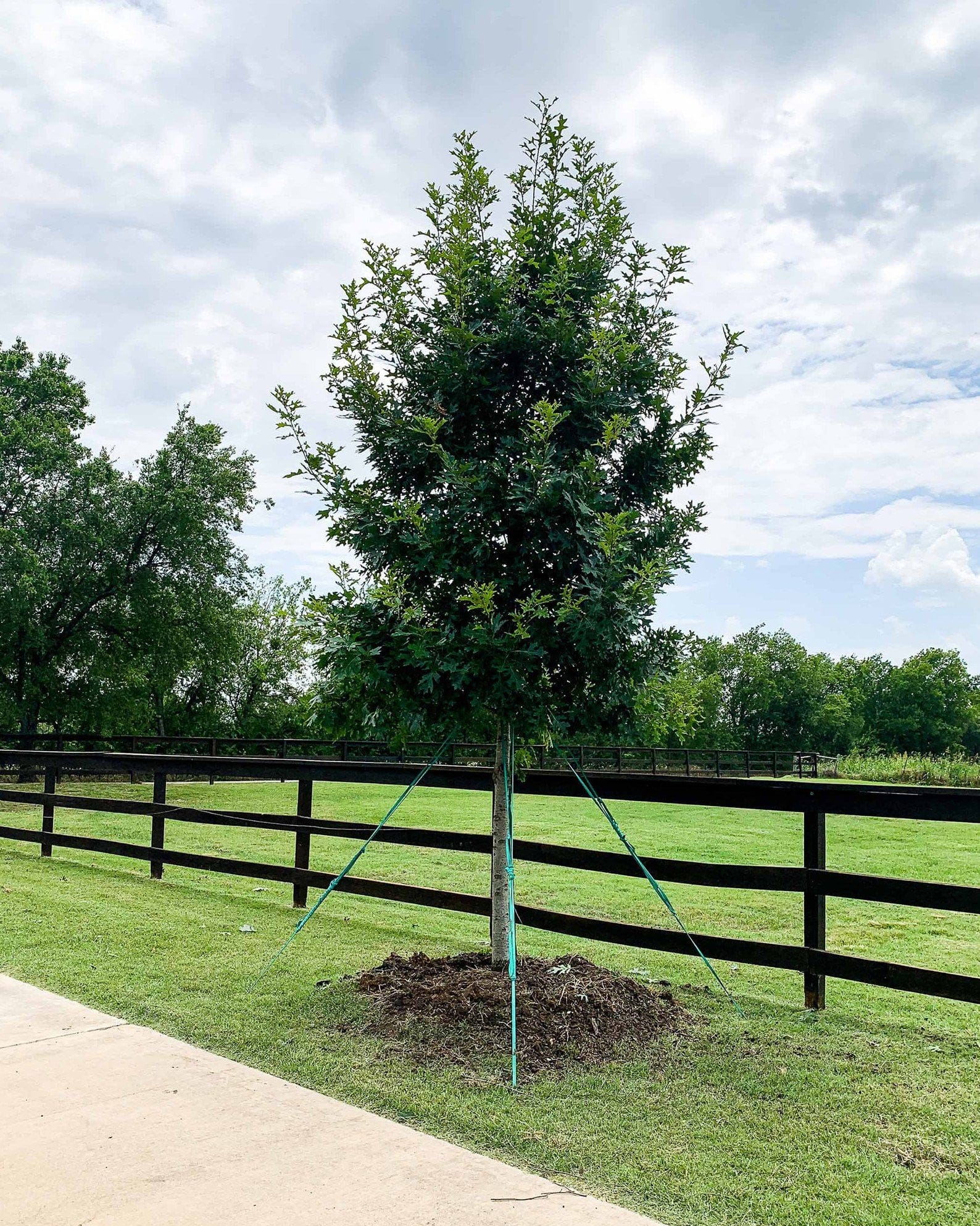 Shumard Red Oak - view 5