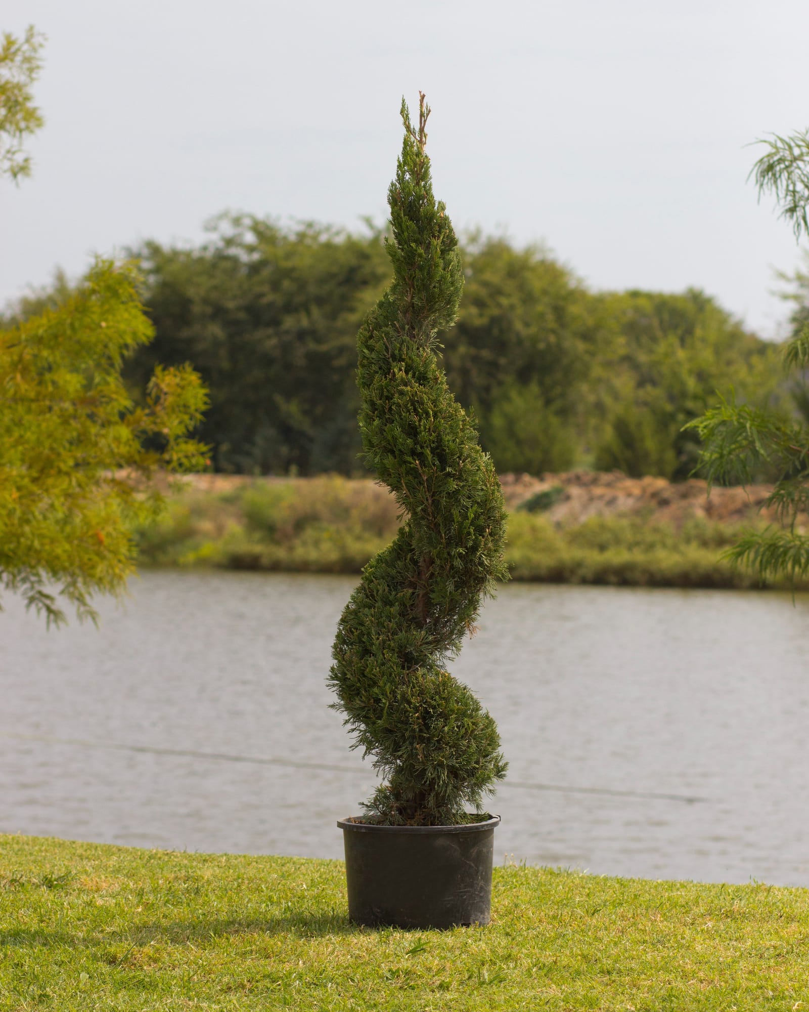 Spartan Juniper Spiral shaped as a tall spiral topiary in a container beside a pond