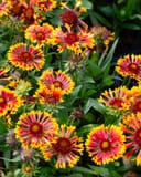 Spintop Copper Sun Blanket Flower with vivid red, orange and yellow blooms among green foliage