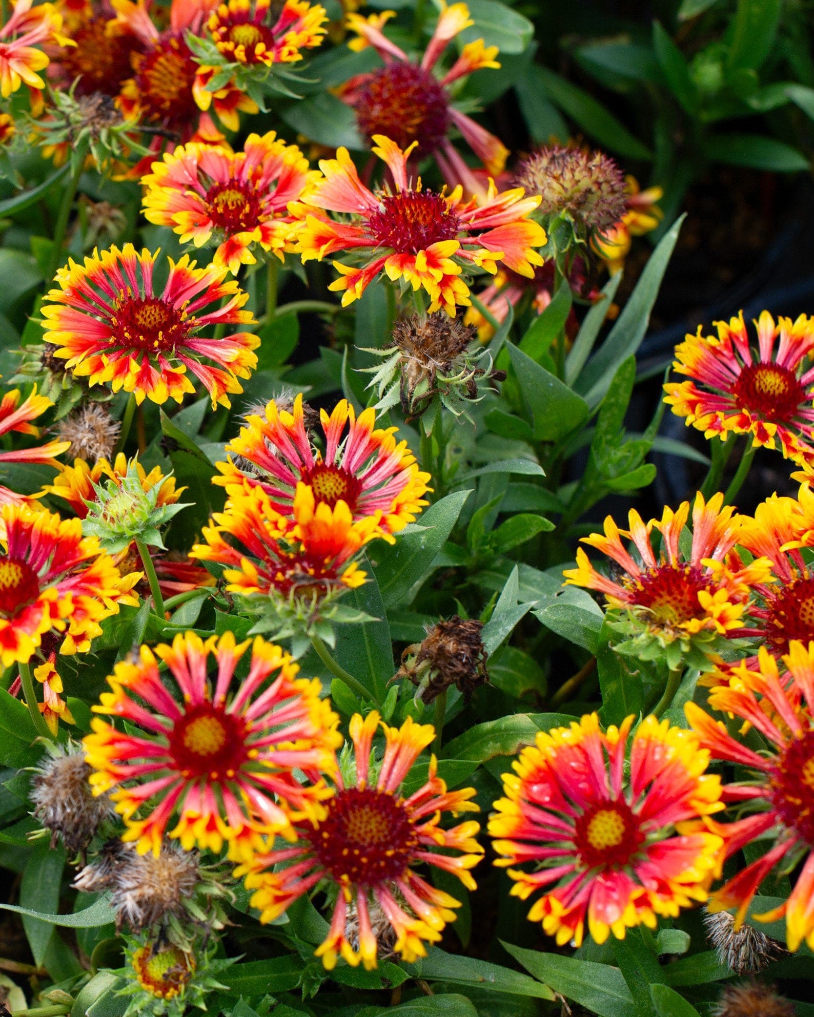 Spintop Copper Sun Blanket Flower with vivid red, orange and yellow blooms among green foliage