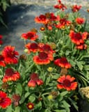Spintop Red Blanket Flower with vibrant red and orange blooms and green foliage