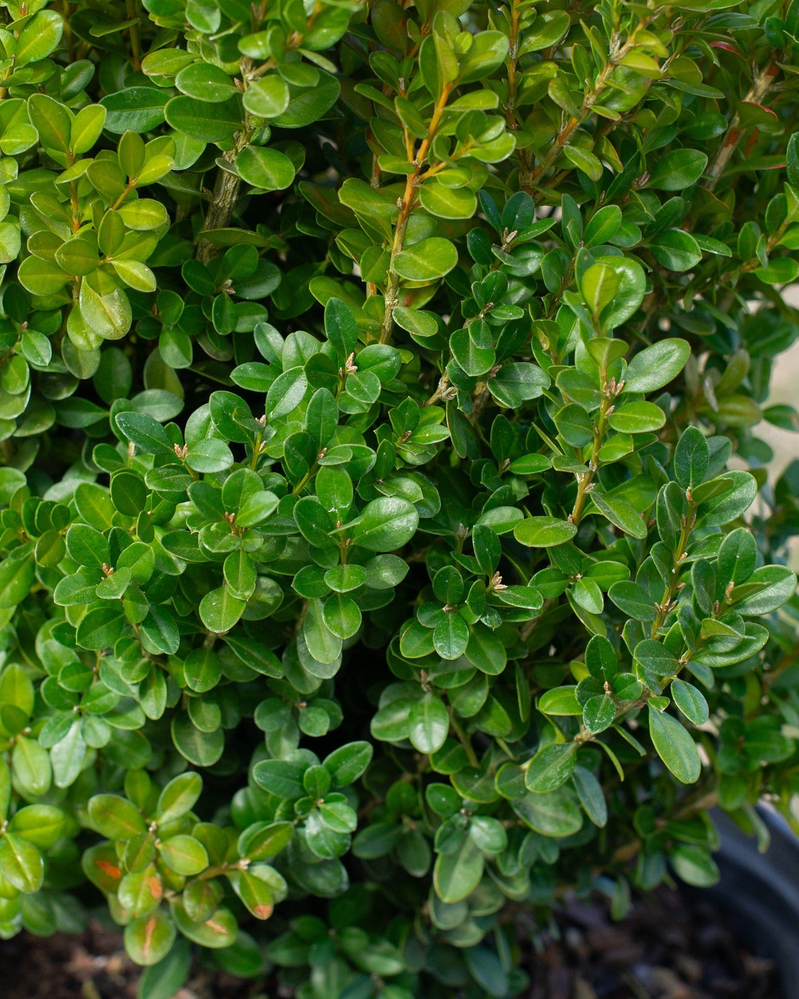 Sprinter Boxwood