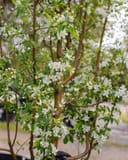 Starlite Crabapple with white blossoms and green leaves in a nursery container