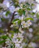 Starlite Crabapple branches with white blossoms and green leaves