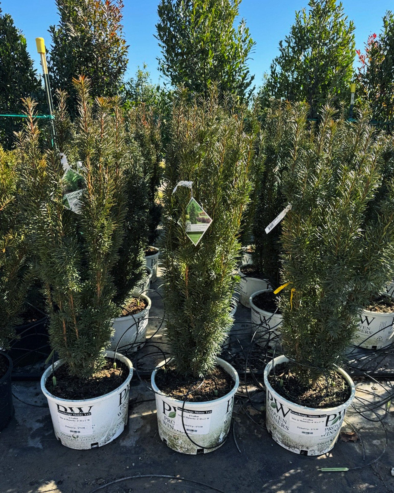 Stonehenge Skinny Yew narrow evergreen shrubs growing in nursery containers