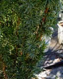 Stonehenge Skinny Yew with dense narrow green foliage and reddish-brown stems in a landscape