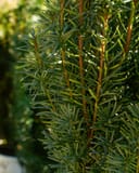 Stonehenge Skinny Yew with narrow evergreen foliage and upright reddish-brown stems