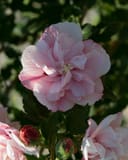 Strawberry Smoothie Althea with a large layered pink flower and unopened buds