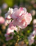 Strawberry Smoothie Althea with layered pink and white flowers on a slender stem