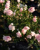 Strawberry Smoothie Althea with abundant pale pink double flowers in a nursery container