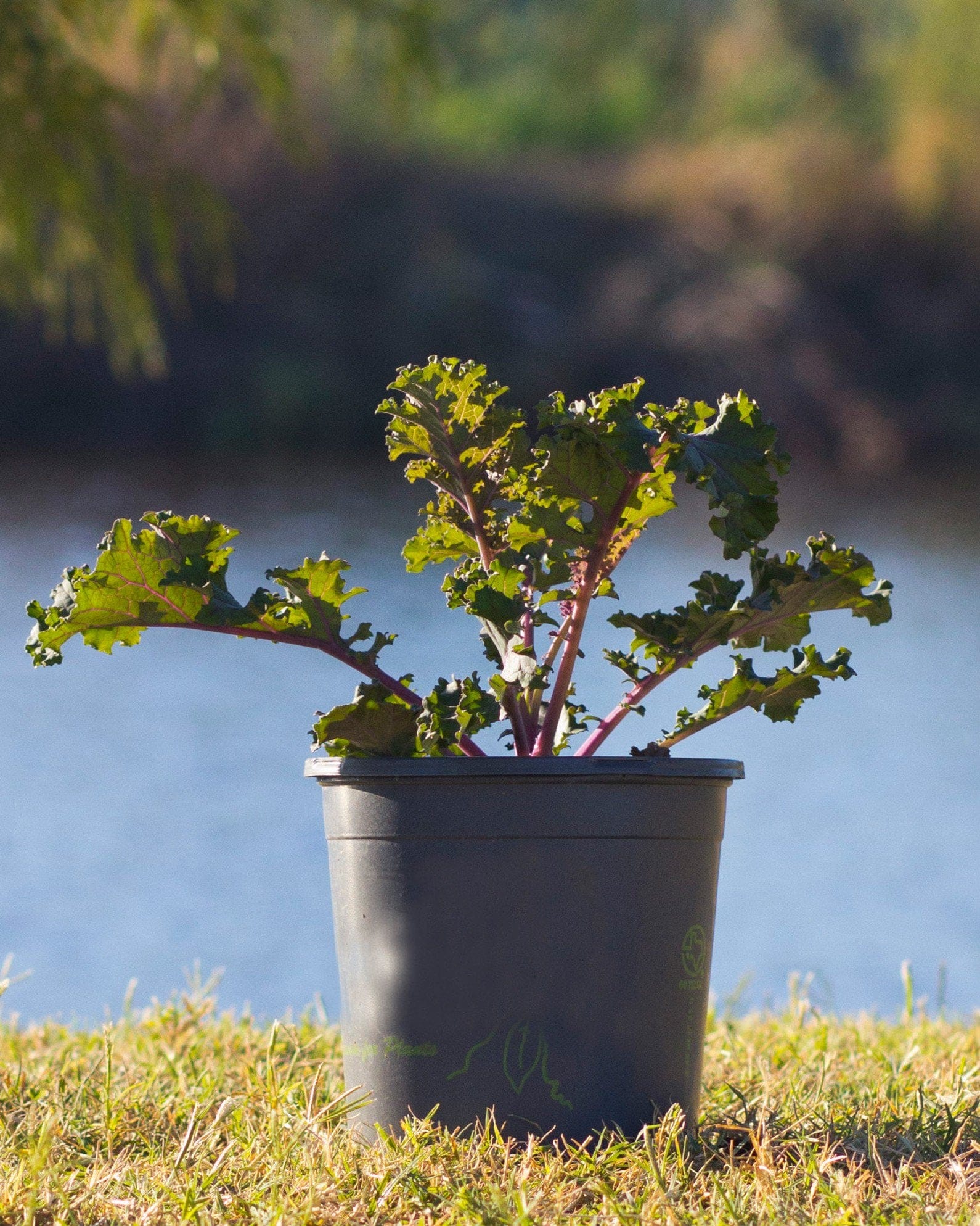 Sunbor Kale with curly green leaves and purple stems in a black nursery container